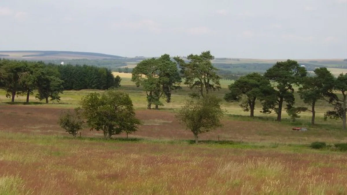Meadows And No Mow Areas