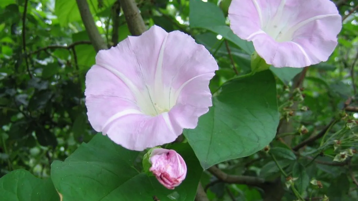 Bindweed