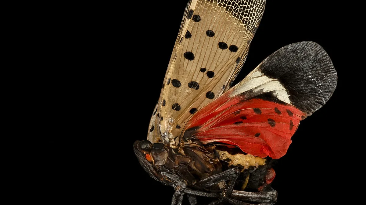 Black Spot