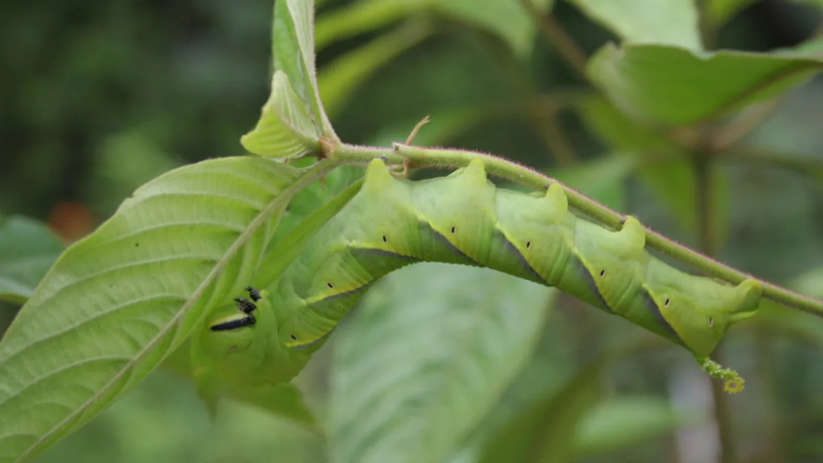 Box Moth