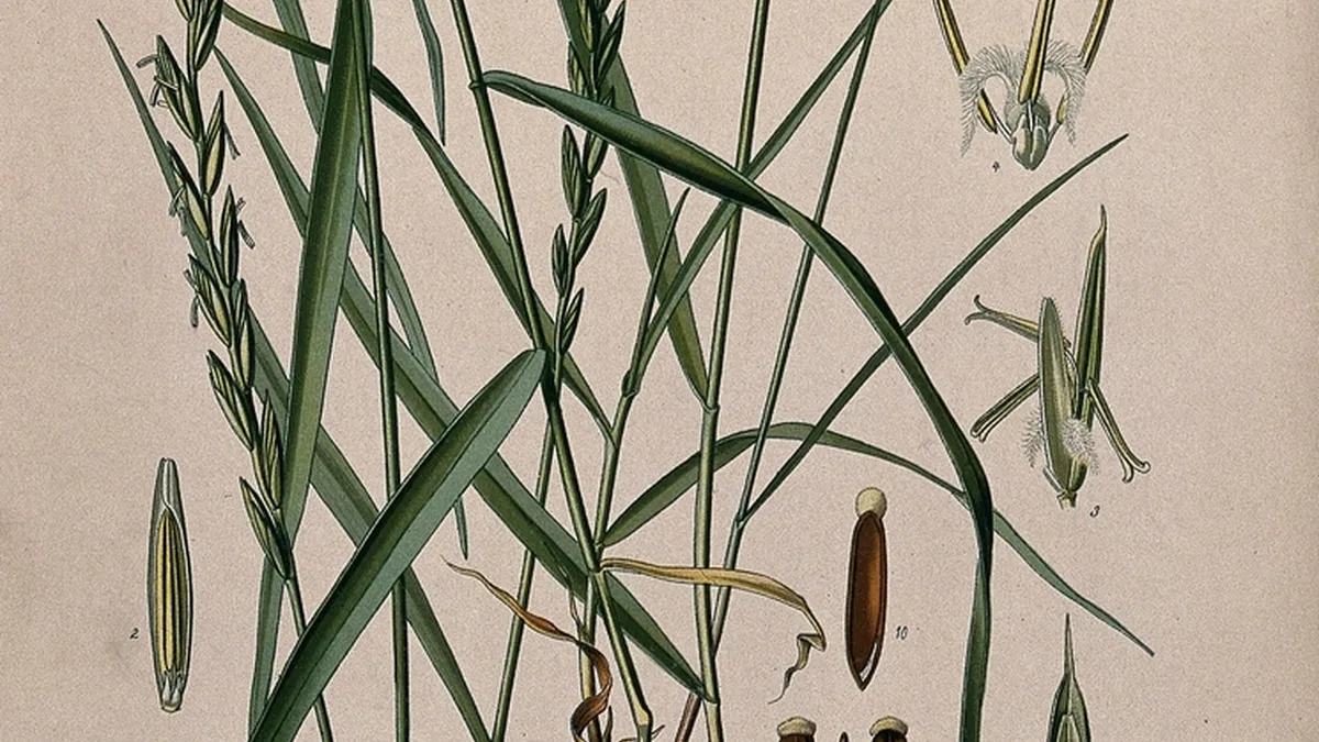 Couch Grass