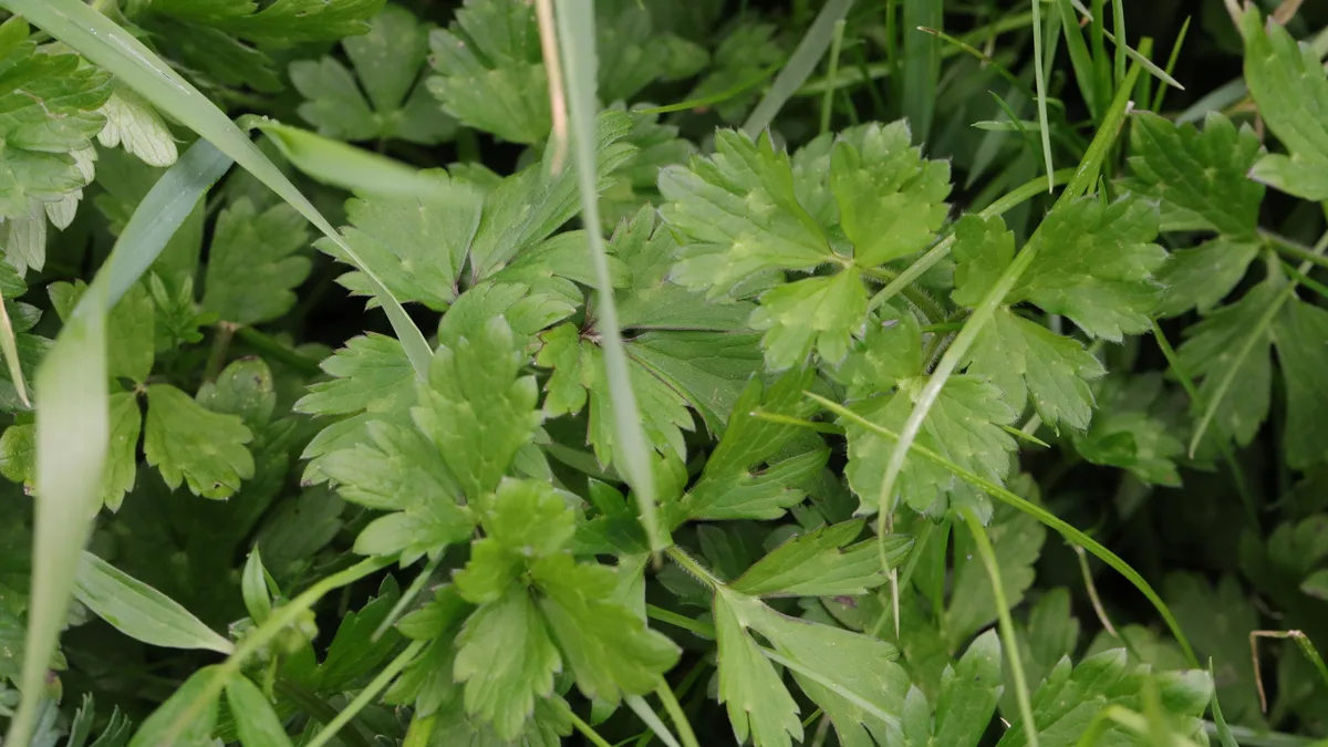 Creeping Buttercup