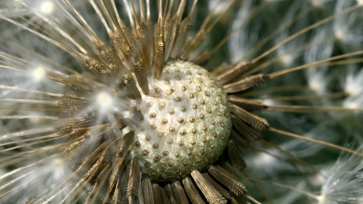 Dandelion