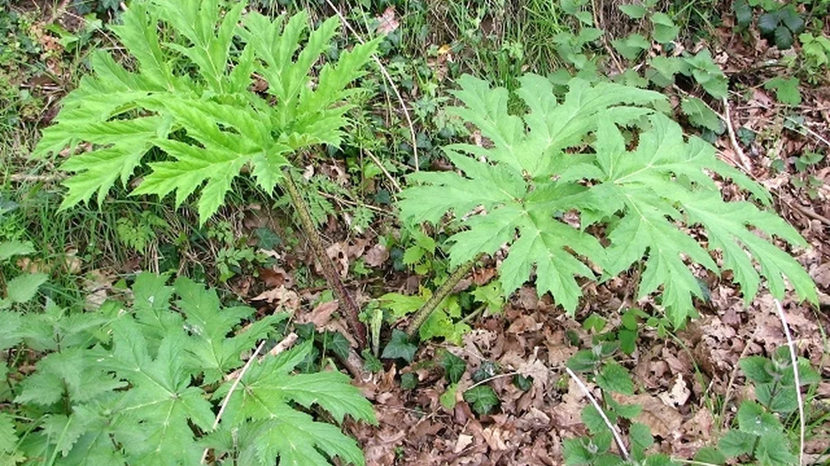 Giant Hogweed