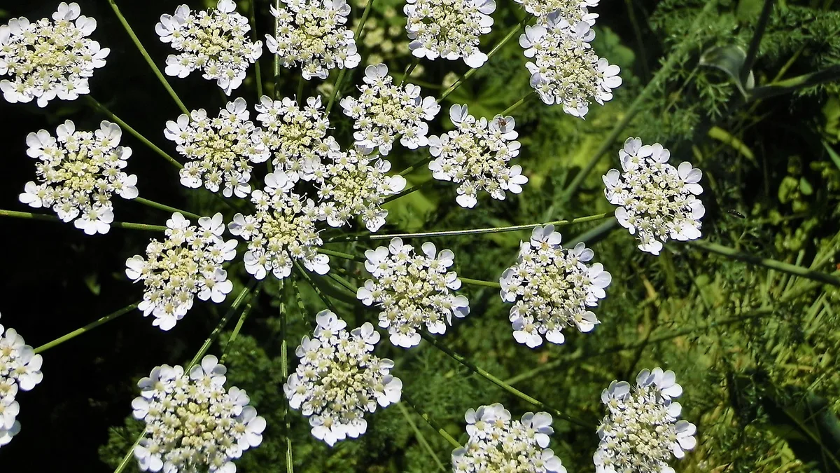Ground Elder