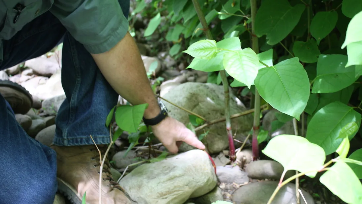 Japanese Knotweed