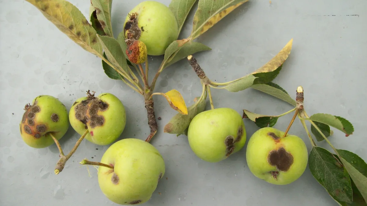 Apple Trees