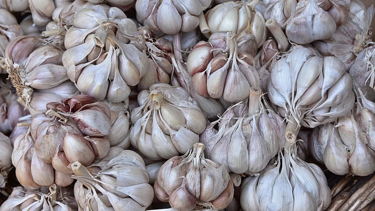 Garlic
