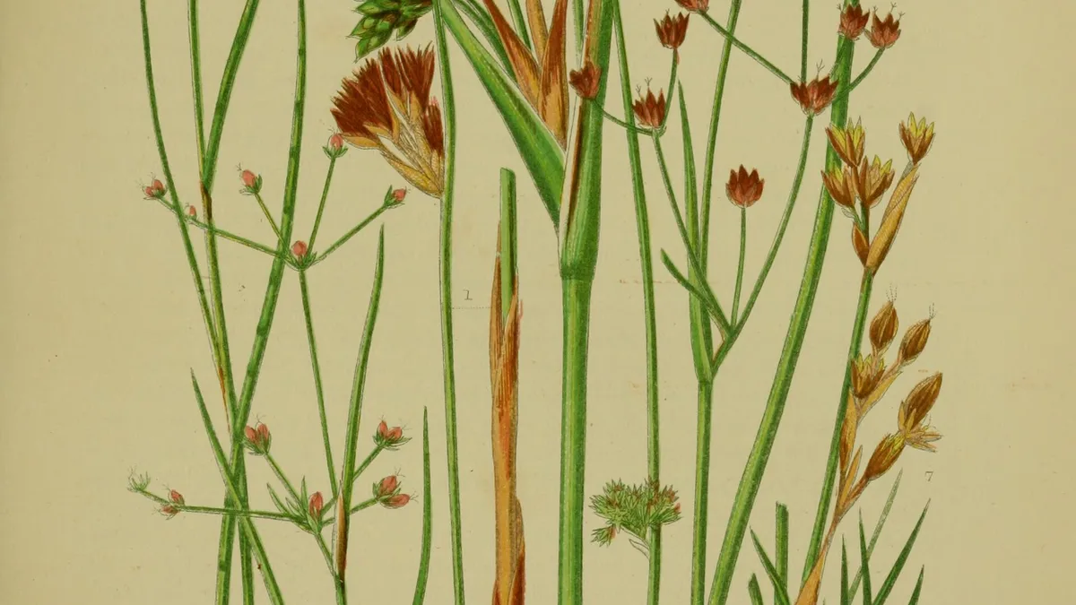 Grasses And Ferns