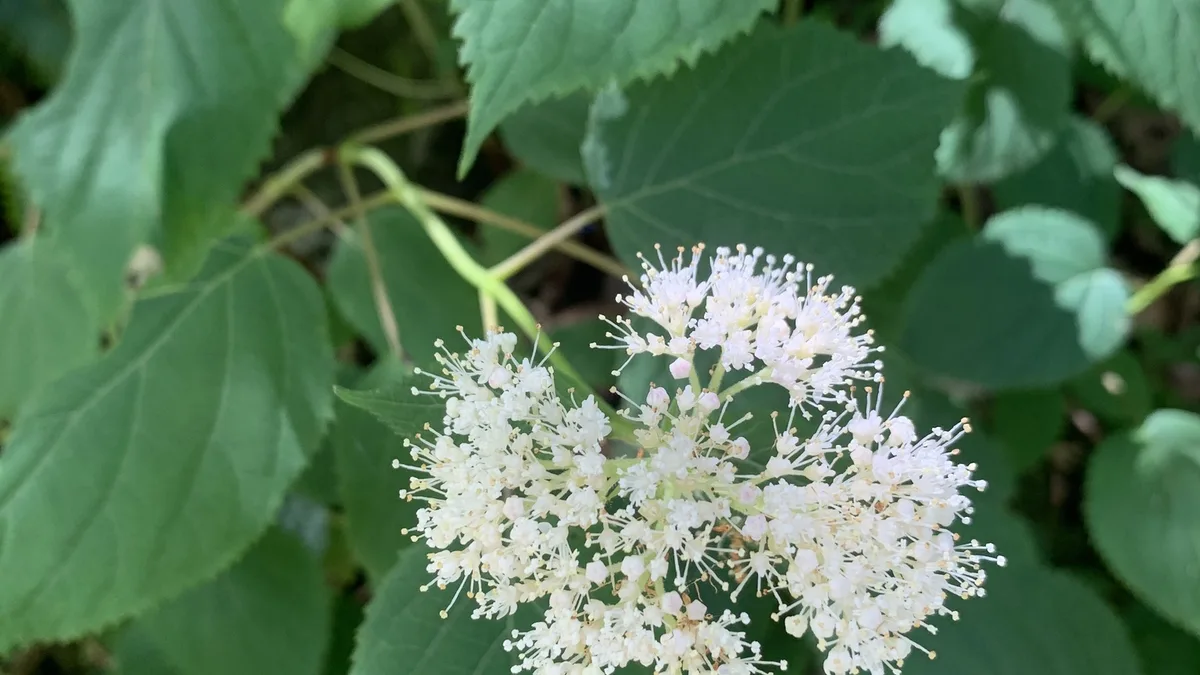 Hydrangea
