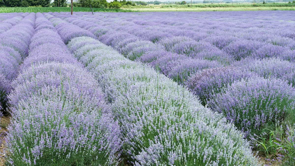Lavender