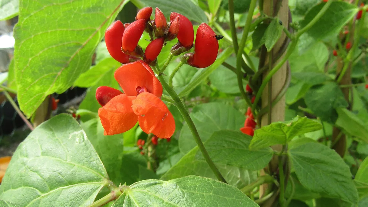 Runner Beans
