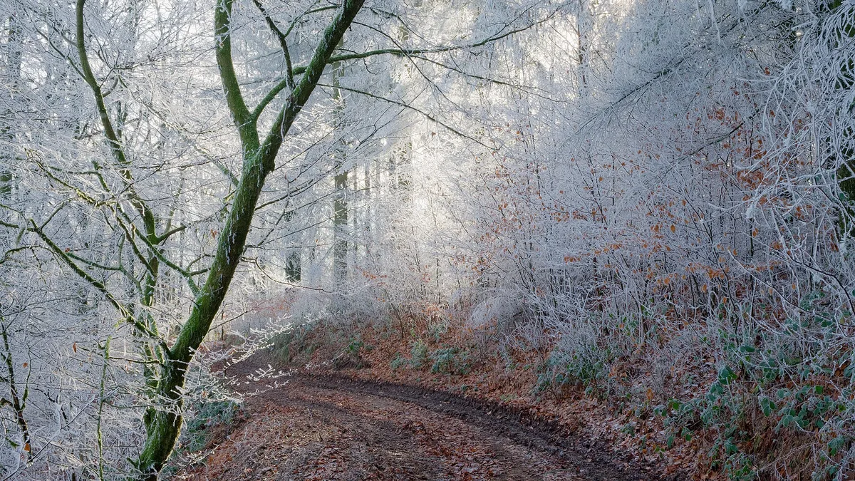 Trees